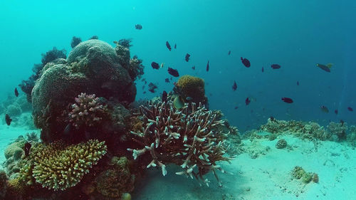 underwater