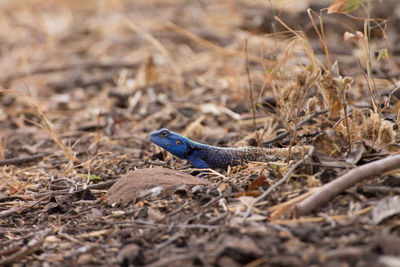 Close-up of a blue lizard emerging from dry grass in the hwange nature reserve in zimbabwe.