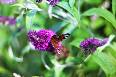 Close-up of butterfly pollinating on purple flower