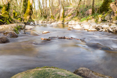 Stream flowing through rocks in forest