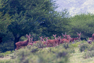 Deer on grass field against trees