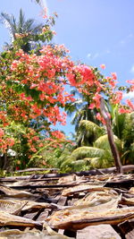 Close-up of red flowering plants against sky