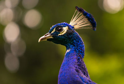 Close-up of a peacock