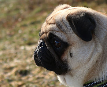 Close-up of a dog looking away