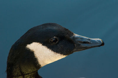 Close-up of a bird against clear water