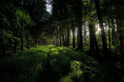 Trees in forest