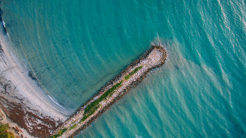 High angle view of turtle swimming in sea