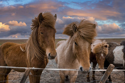 Beautiful icelandic horses standing near fence against cloudy sky during sunset