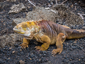 High angle view of lizard on rock