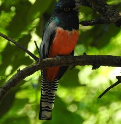 Close-up of bird perching on branch