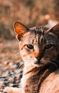 Close-up portrait of a cat looking away