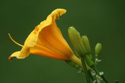 Close-up of yellow day lily