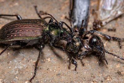 Close-up of fly