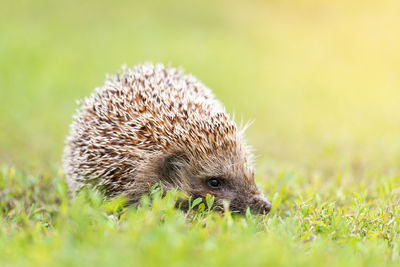 Close-up of an animal on grass