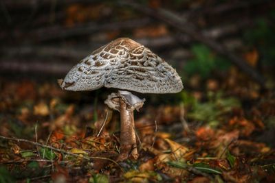 Close-up of mushroom growing on field