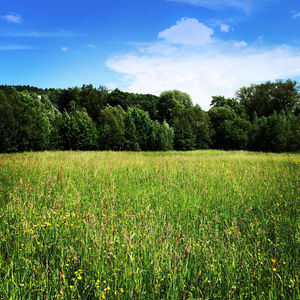 Scenic view of grassy field against sky