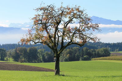 Trees on grassy field