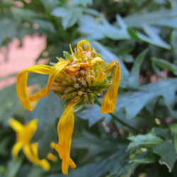 Close-up of yellow flower