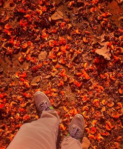 Low section of person standing on maple leaves during autumn