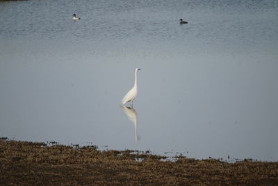 View of birds on the land