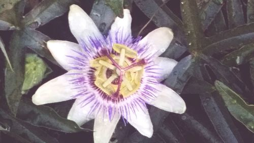 Close-up of passion flower