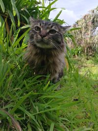 Full length of a cat on field