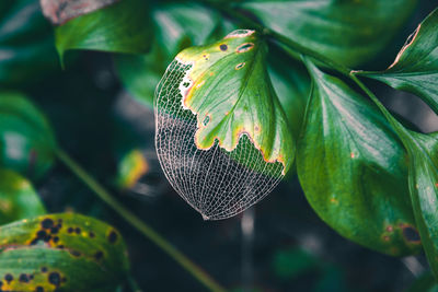 Green leaf half eaten by insect pests