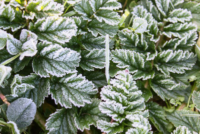 Green plants covered with on leaves, close-up shot of green grass with ice, morning frost .