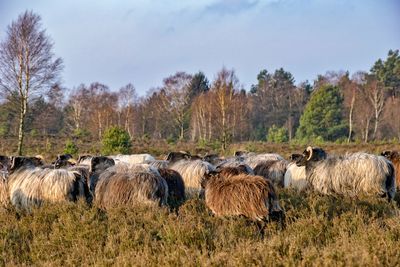 Sheep on field against trees