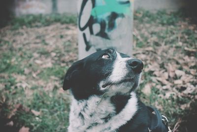 Close-up of dog on field