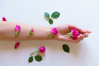 Top view of female hands holding beautiful rose in palm and in hand, green