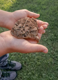 Close-up of hand holding lizard