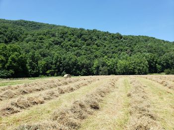 Scenic view of agricultural field against clear sky