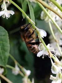 Close-up of bee on white flower