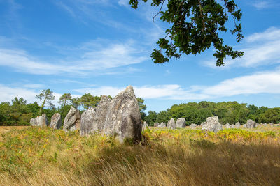 Pre celtic standing granite stones or menhirs in carnac