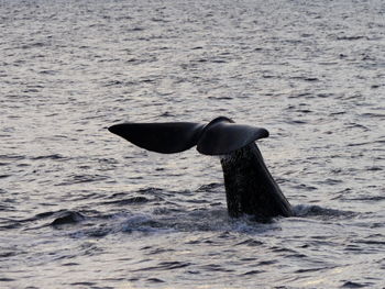 View of bird in sea