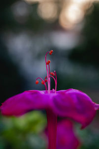 Close-up of pink rose flower