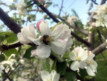 Close-up of white cherry blossom tree