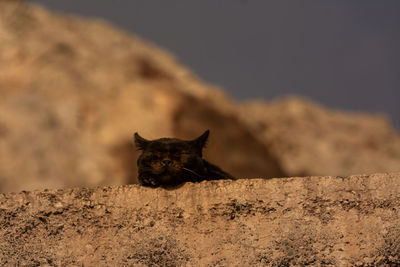 Cat on a rock