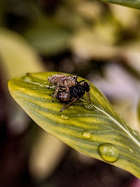 Close-up of insect on flower