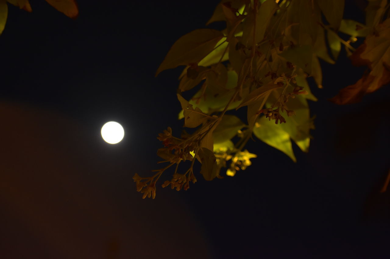 yellow, moon, night, light, branch, full moon, plant, leaf, tree, nature, beauty in nature, plant part, sky, astronomical object, no people, autumn, darkness, outdoors, growth, moonlight, tranquility, space, macro photography, illuminated, low angle view, astronomy, flower, close-up, scenics - nature