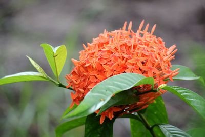 Close-up of flower blooming outdoors