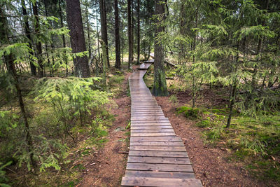 Boardwalk amidst trees in forest