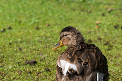 Rear view of duck on field