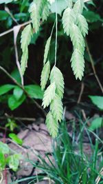 Close-up of fern leaves