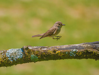 Close-up of bird perching on wood