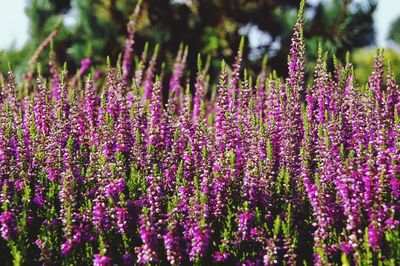 Purple flowers in park on sunny day