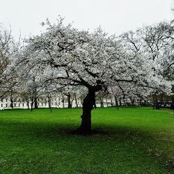 View of cherry blossom in park