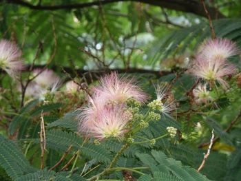 Close-up of thistle flowers