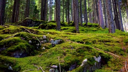 Trees in forest